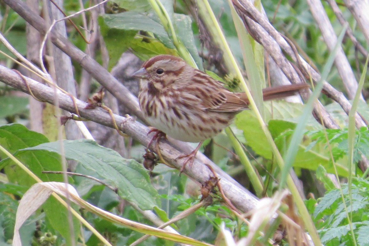 Song Sparrow - ML79982461