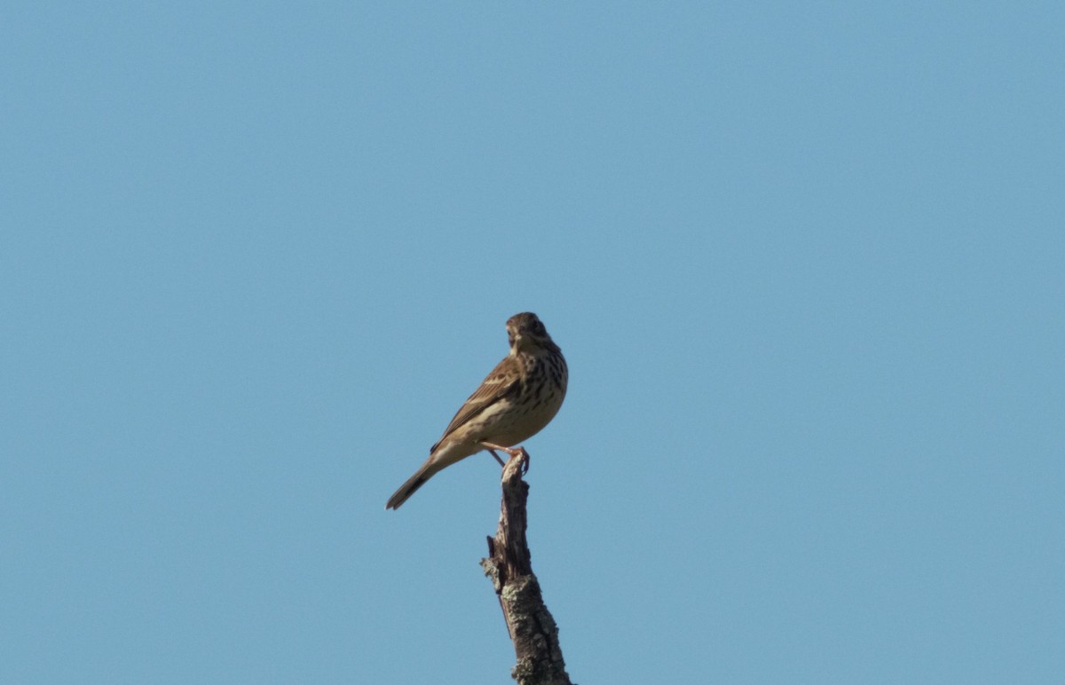 Meadow Pipit - ML79982581