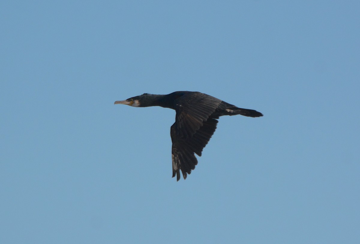 Great Cormorant - ML79983361