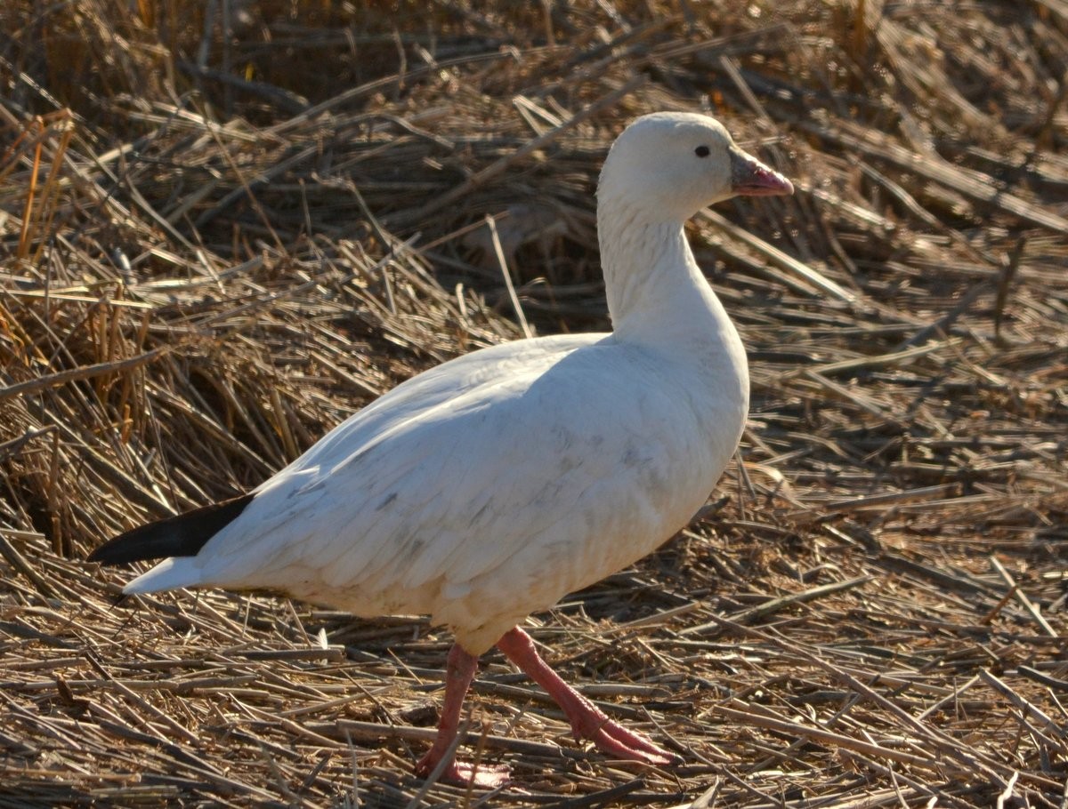 Ross's Goose - ML79984411