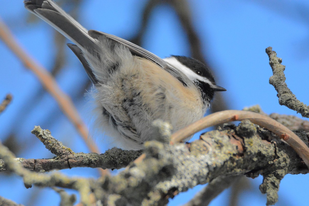 Black-capped Chickadee - ML79984851