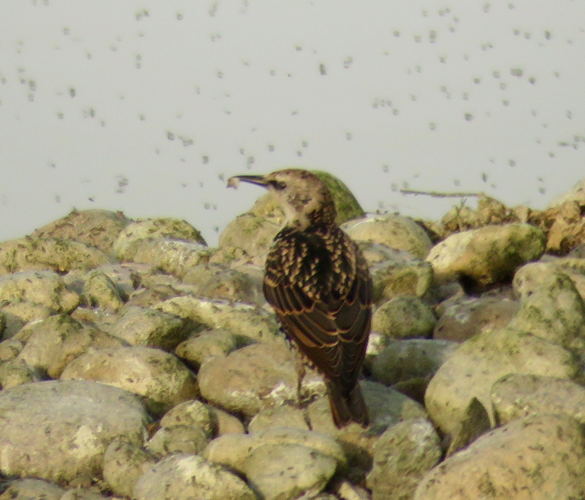 European Starling - ML79985031