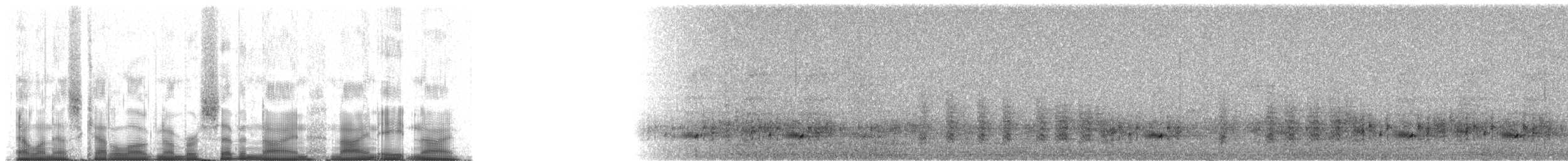 Cape Batis (Gray-mantled) - ML79989