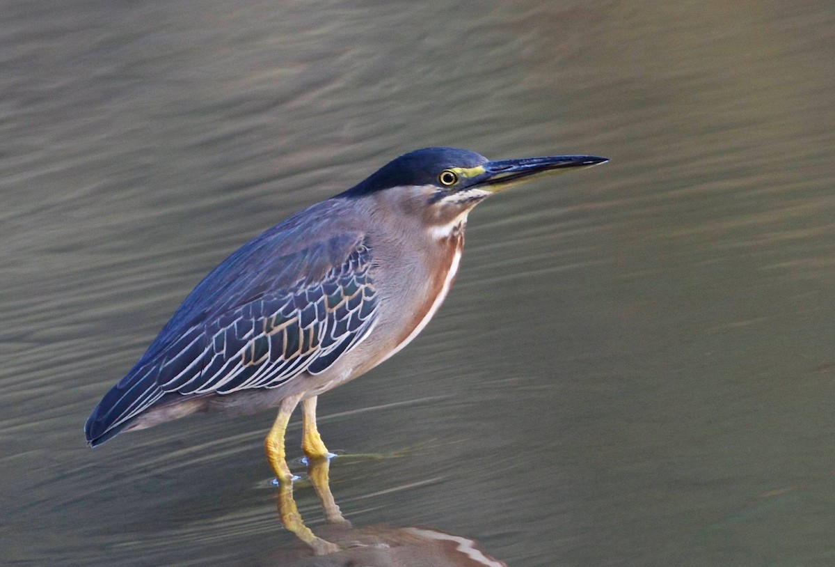 Striated Heron - ML79989541