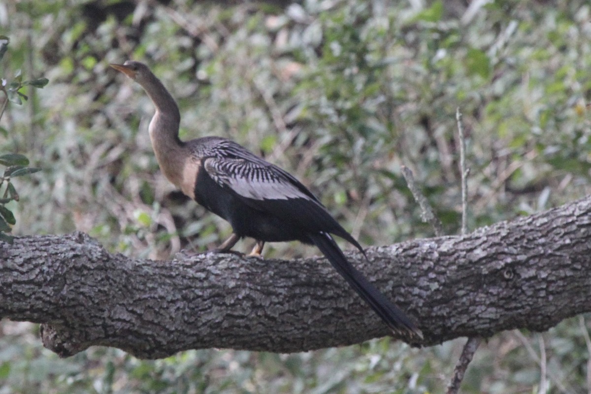 anhinga americká - ML79990051