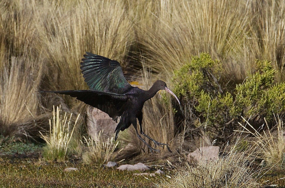 ibis andský - ML79991671