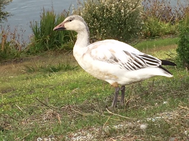 Snow Goose - ML79992141