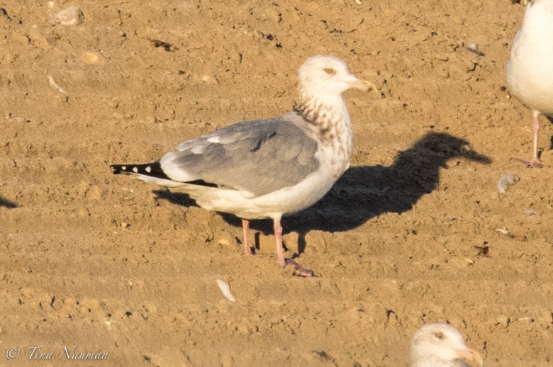 Gaviota Argéntea - ML79992281