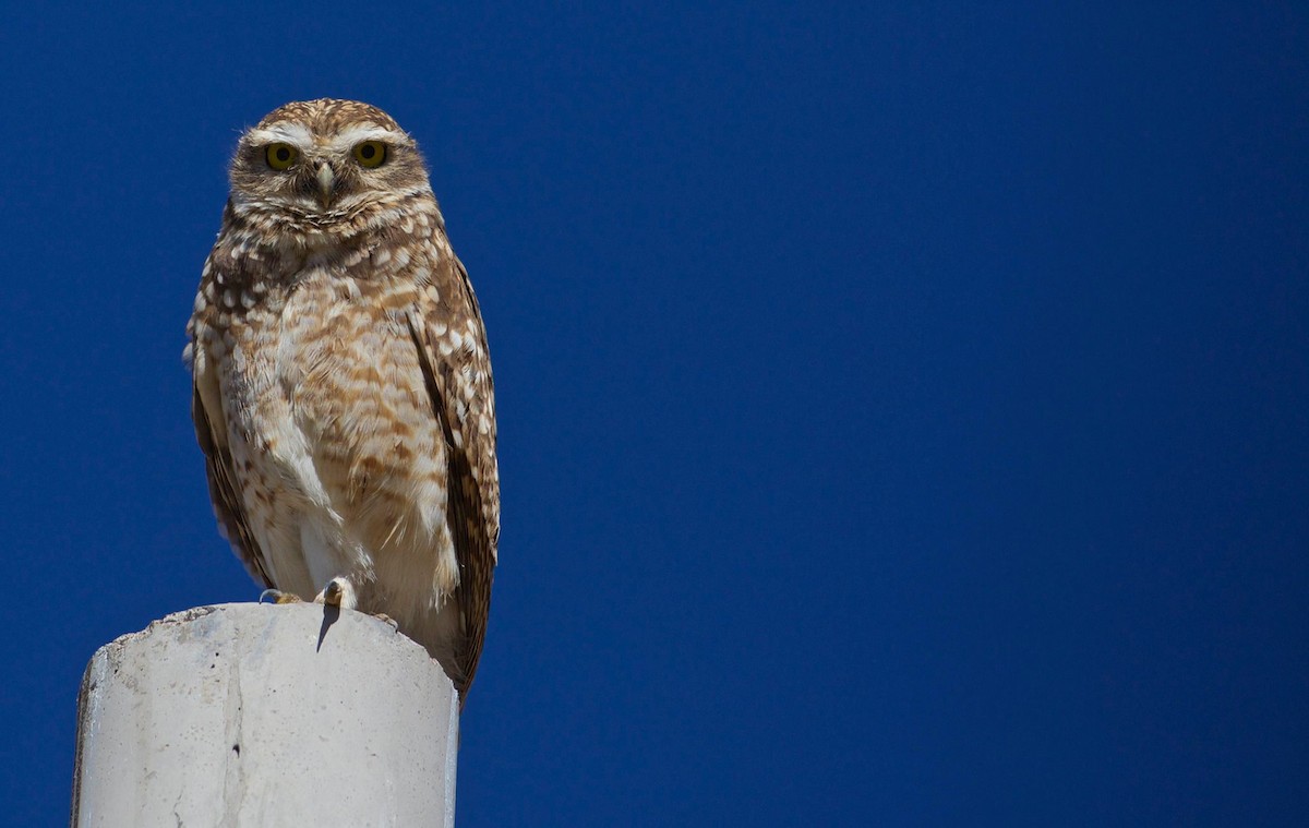 Burrowing Owl - ML79992291