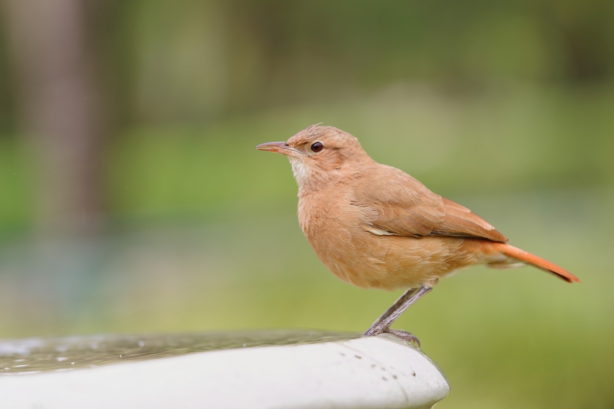 Rufous Hornero - Paulo Gusmão