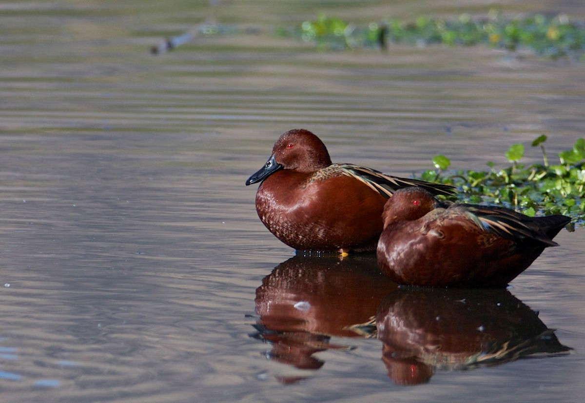 Cinnamon Teal - ML79992341