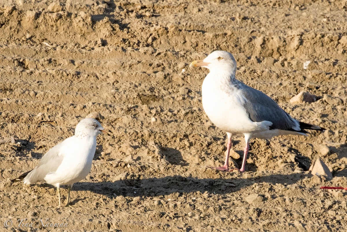 Herring Gull - ML79992571