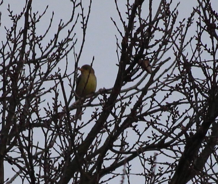 Western Tanager - ML79992811