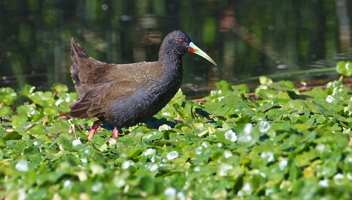 Plumbeous Rail - ML79992911