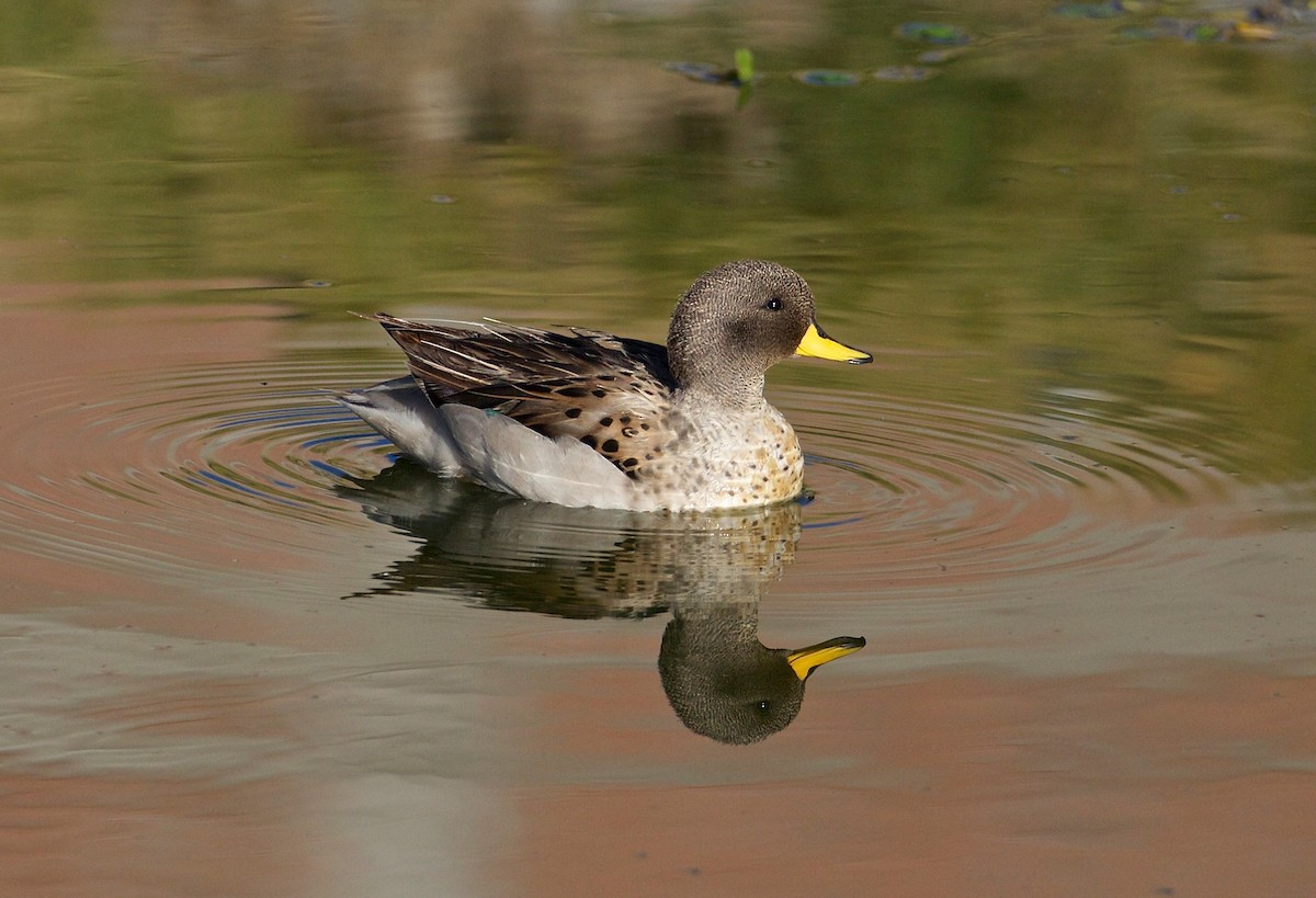 Yellow-billed Teal - ML79993071