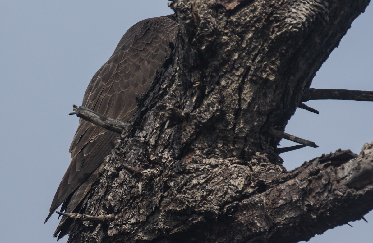 Peregrine Falcon - Blake Matheson