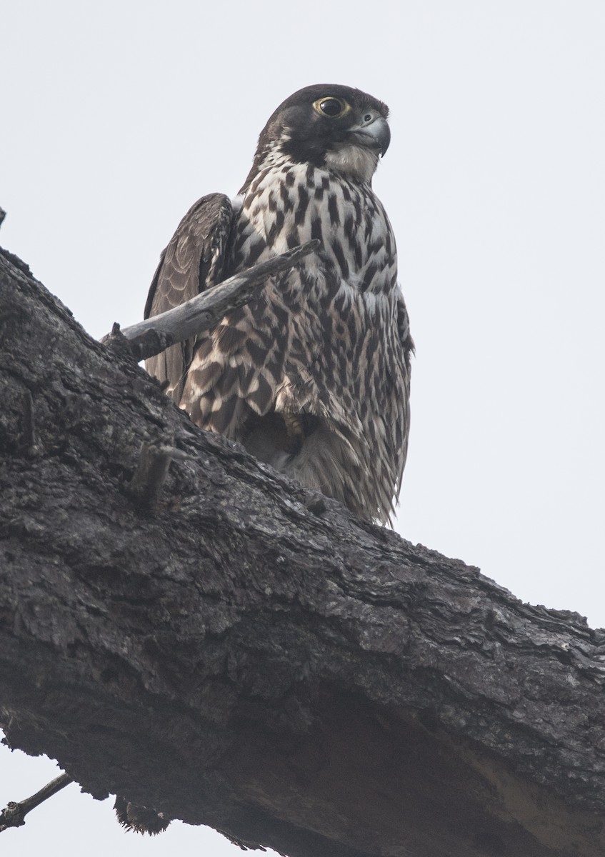 Peregrine Falcon - ML79994211