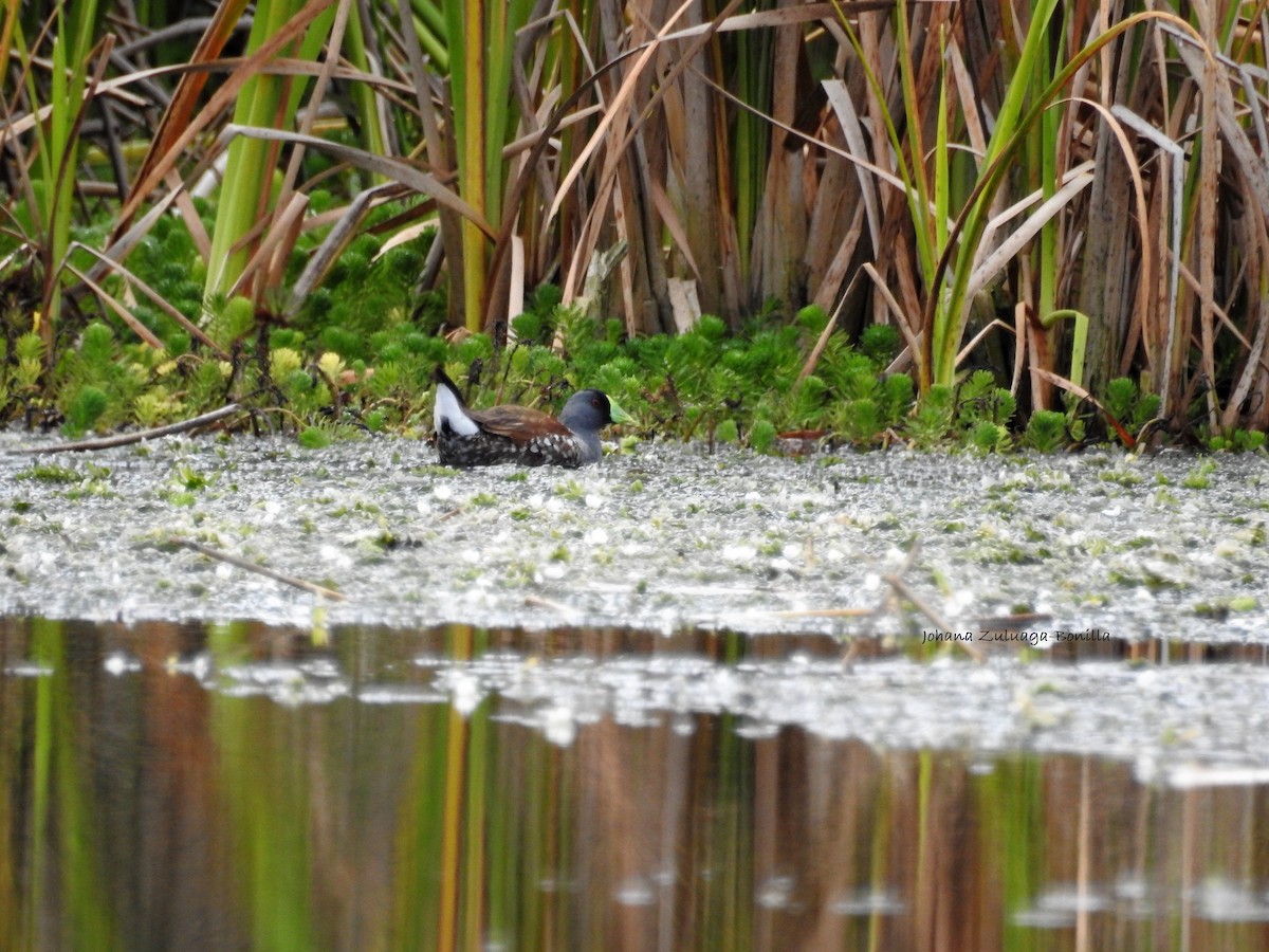 Spot-flanked Gallinule - ML79994391