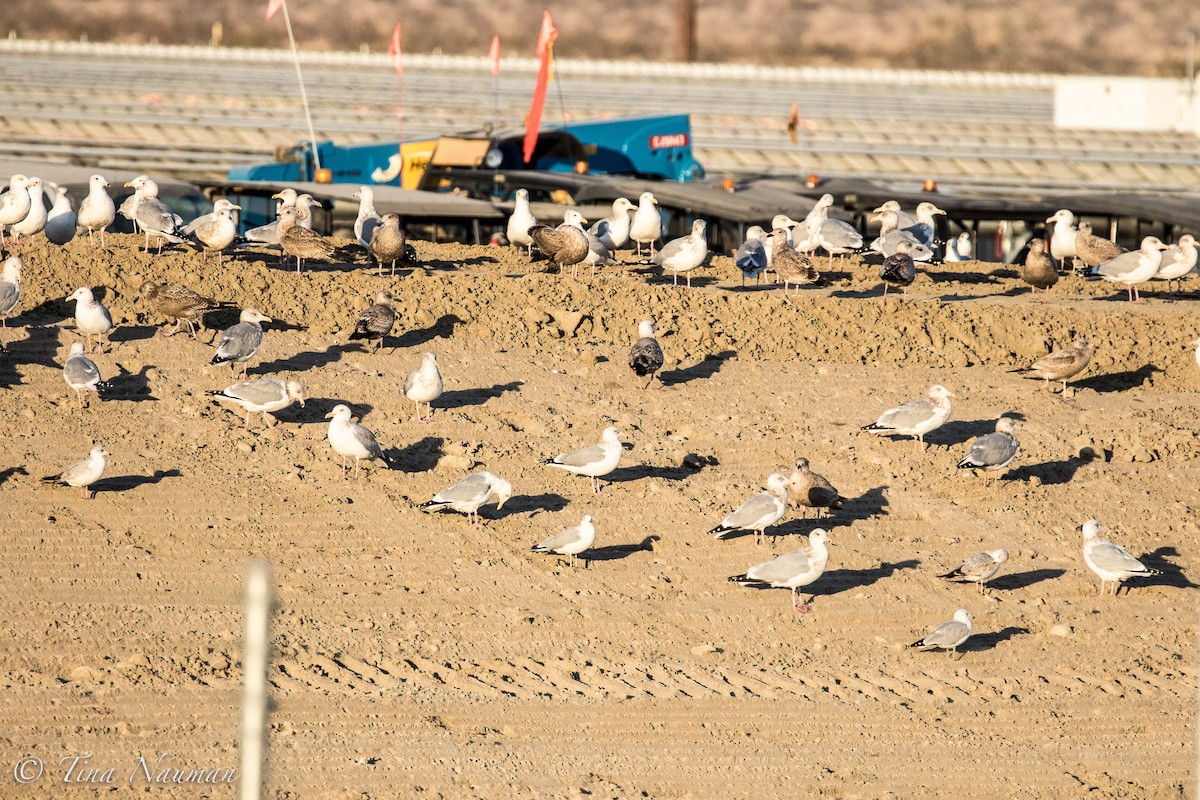 Gaviota Argéntea - ML79998181