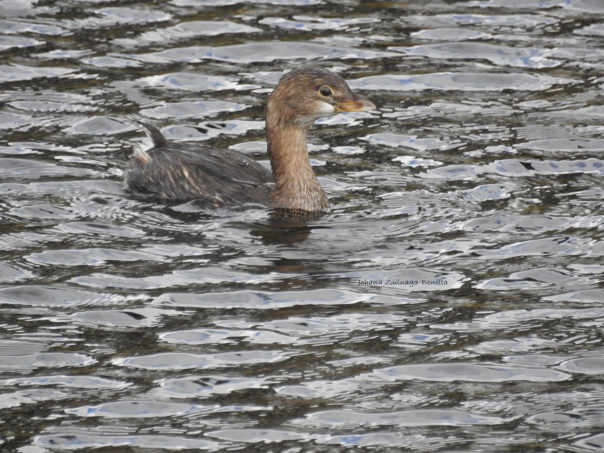 Pied-billed Grebe - ML79999151