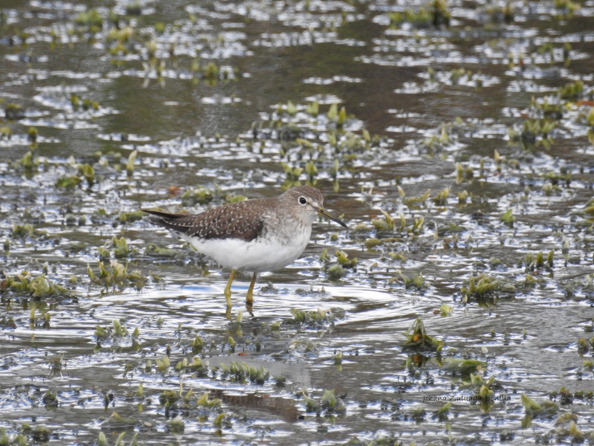 Solitary Sandpiper - ML79999661