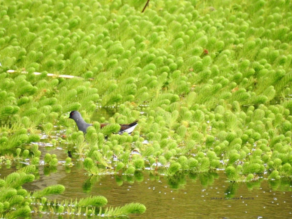 Spot-flanked Gallinule - ML80001001