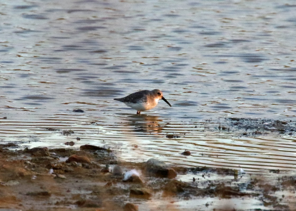 Dunlin - M Lombard