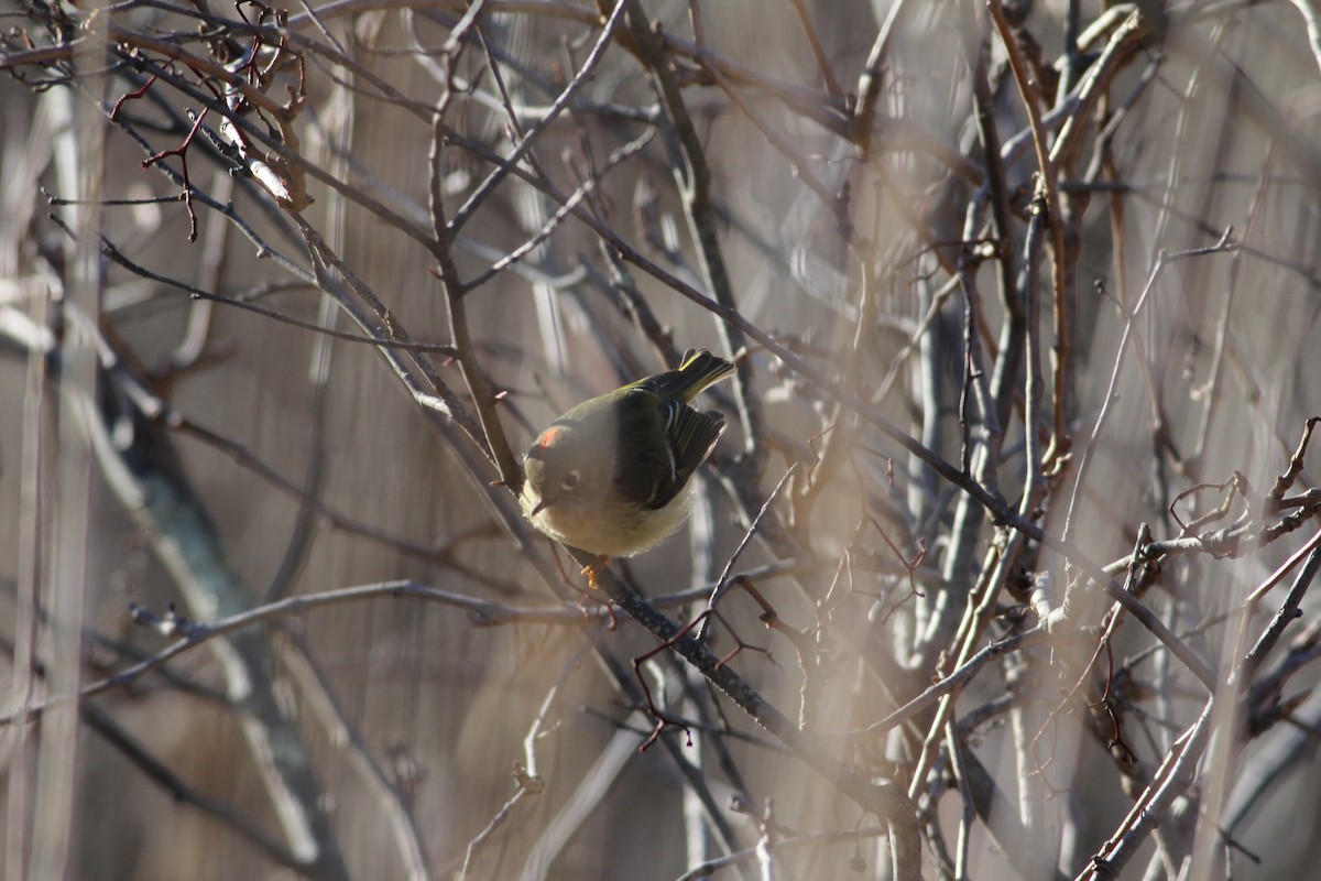 Ruby-crowned Kinglet - ML80002841