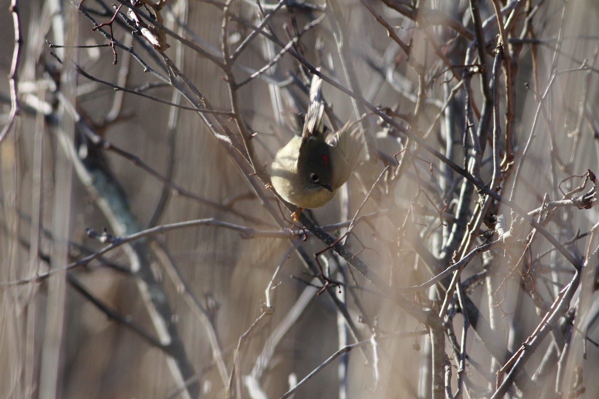 Ruby-crowned Kinglet - ML80002891