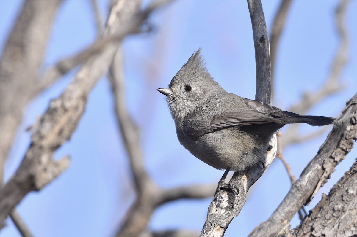 Juniper Titmouse - ML80006211