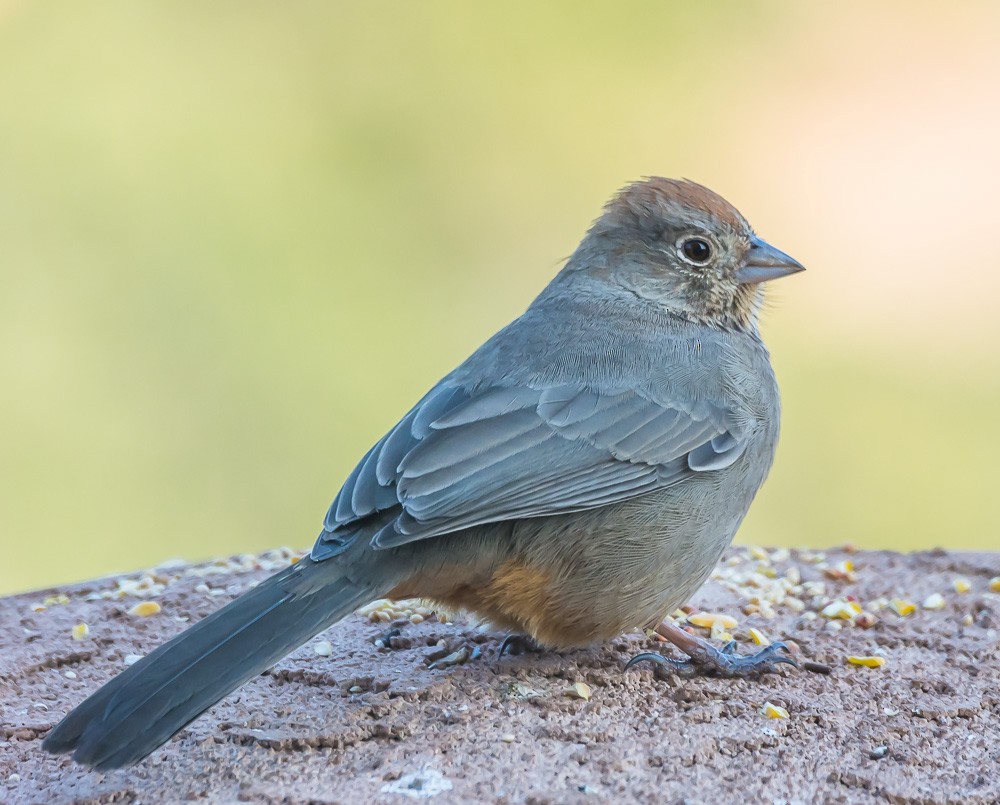 Canyon Towhee - ML80006631