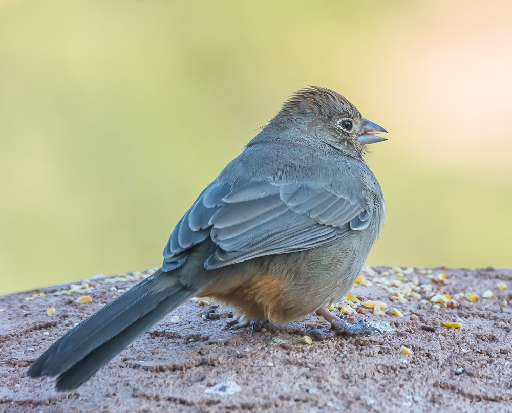 Canyon Towhee - ML80006641