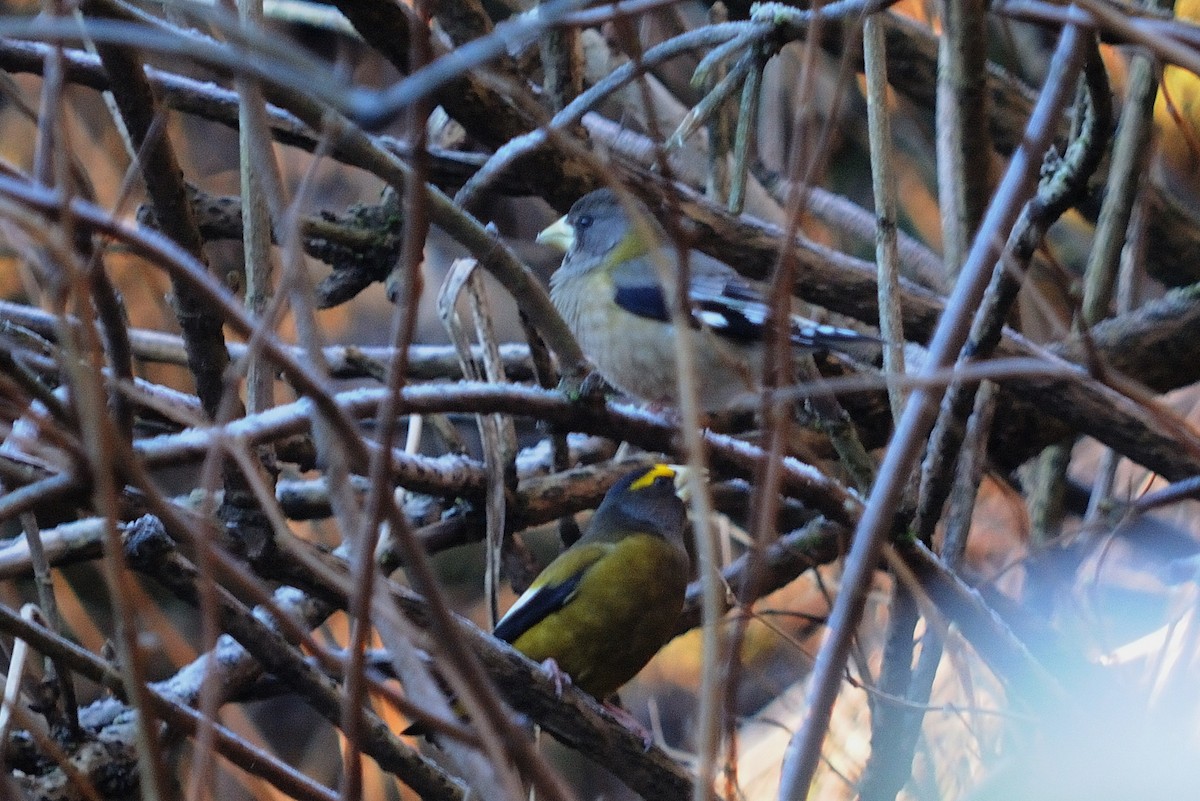 Evening Grosbeak - John Doty