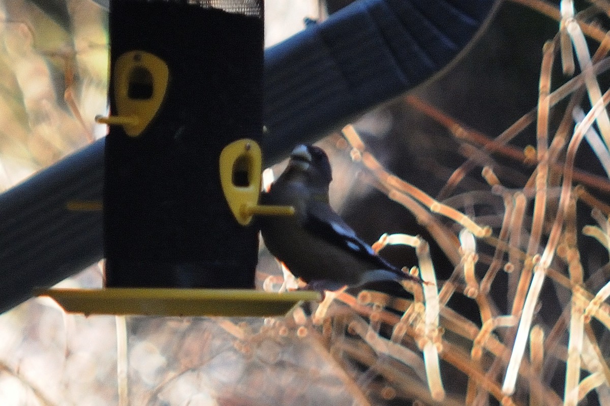 Evening Grosbeak - ML80010561