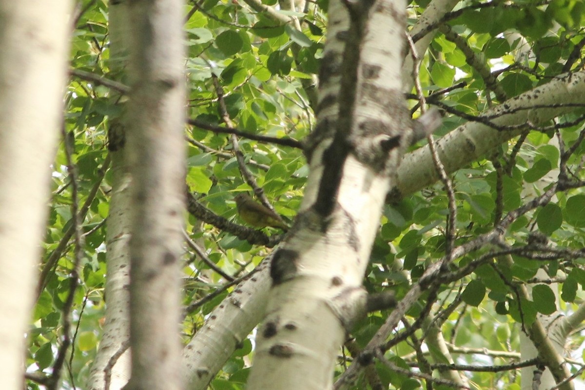 Connecticut Warbler - ML80013851