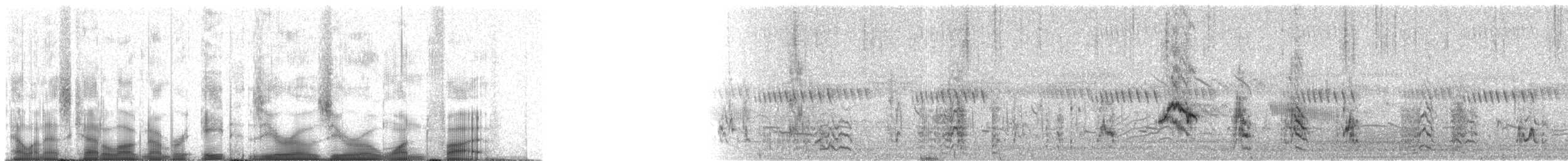 blåøreglansstær - ML80015