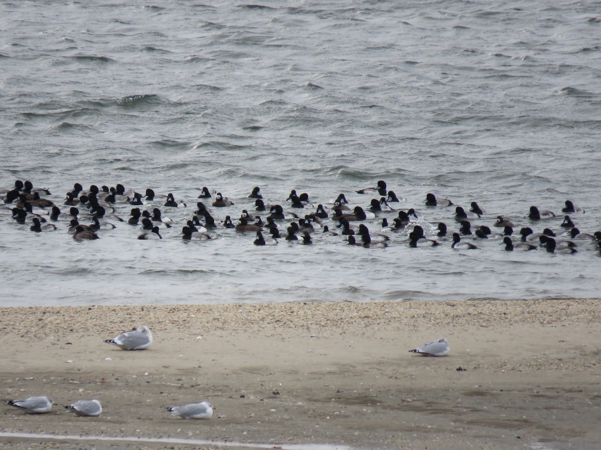 Greater/Lesser Scaup - ML80015621