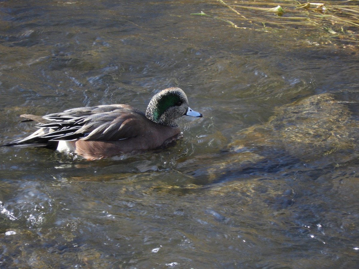 American Wigeon - ML80017191