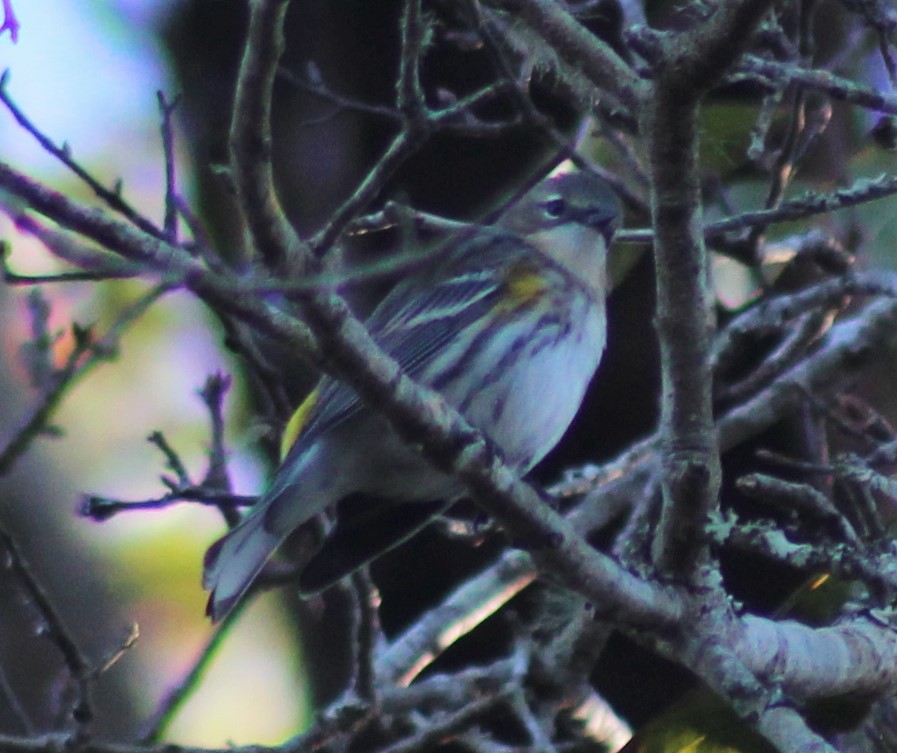 Yellow-rumped Warbler - ML80017831