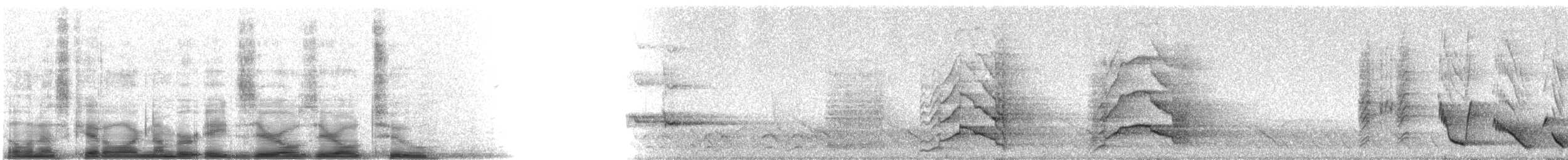 Superb Lyrebird - ML8002