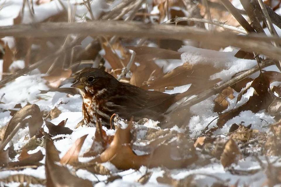 Fox Sparrow - ML80020451