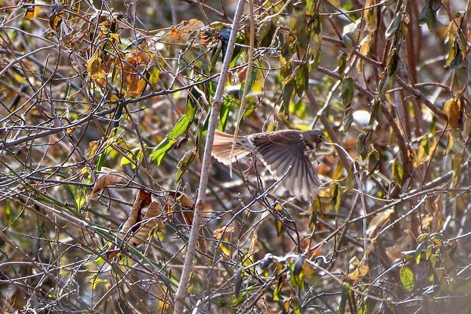 Fox Sparrow - ML80020481