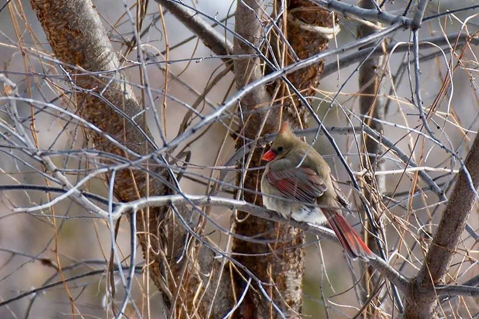 Northern Cardinal - ML80020561