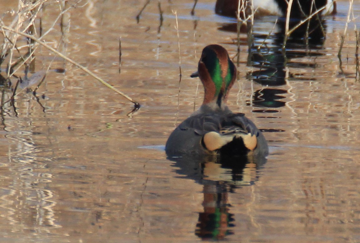 Green-winged Teal - ML80022571