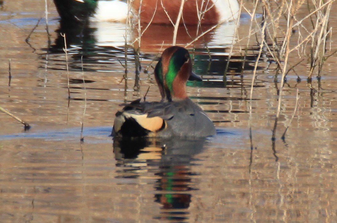 Green-winged Teal - ML80022581