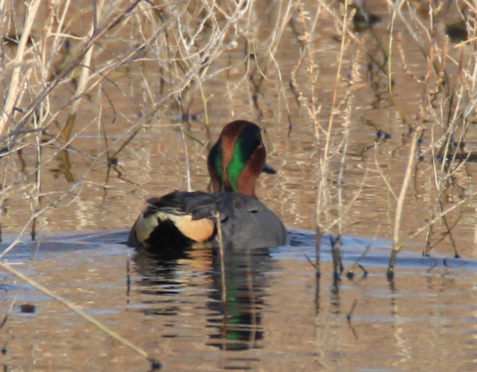 Green-winged Teal - ML80022601