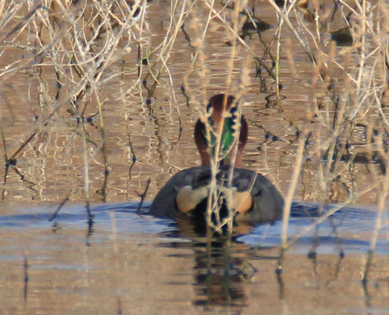 Green-winged Teal - ML80022621