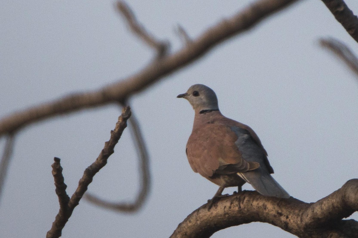 Red Collared-Dove - ML80022821