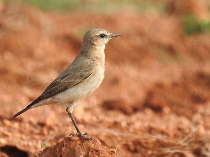 Isabelline Wheatear - Coimbatore Nature Society