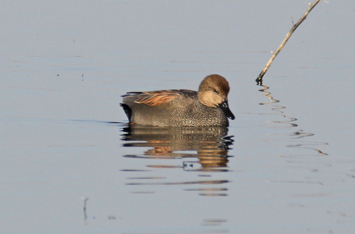 Gadwall - Julianne Elliott